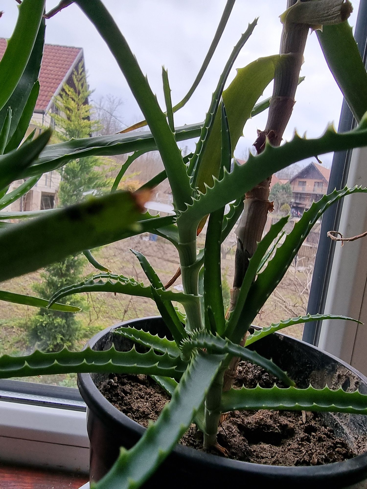 Aloevera la ghiveci.