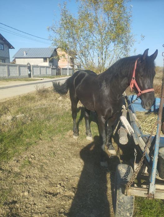 Vând cârlan metis de frizian