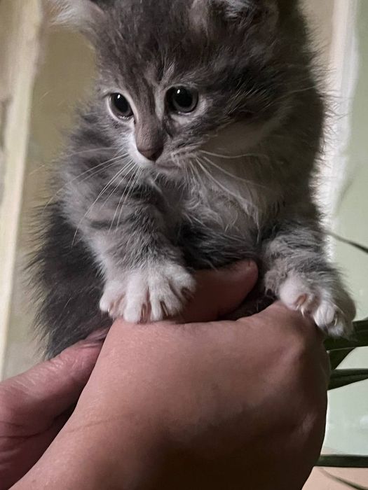 Котята в добрые руки !