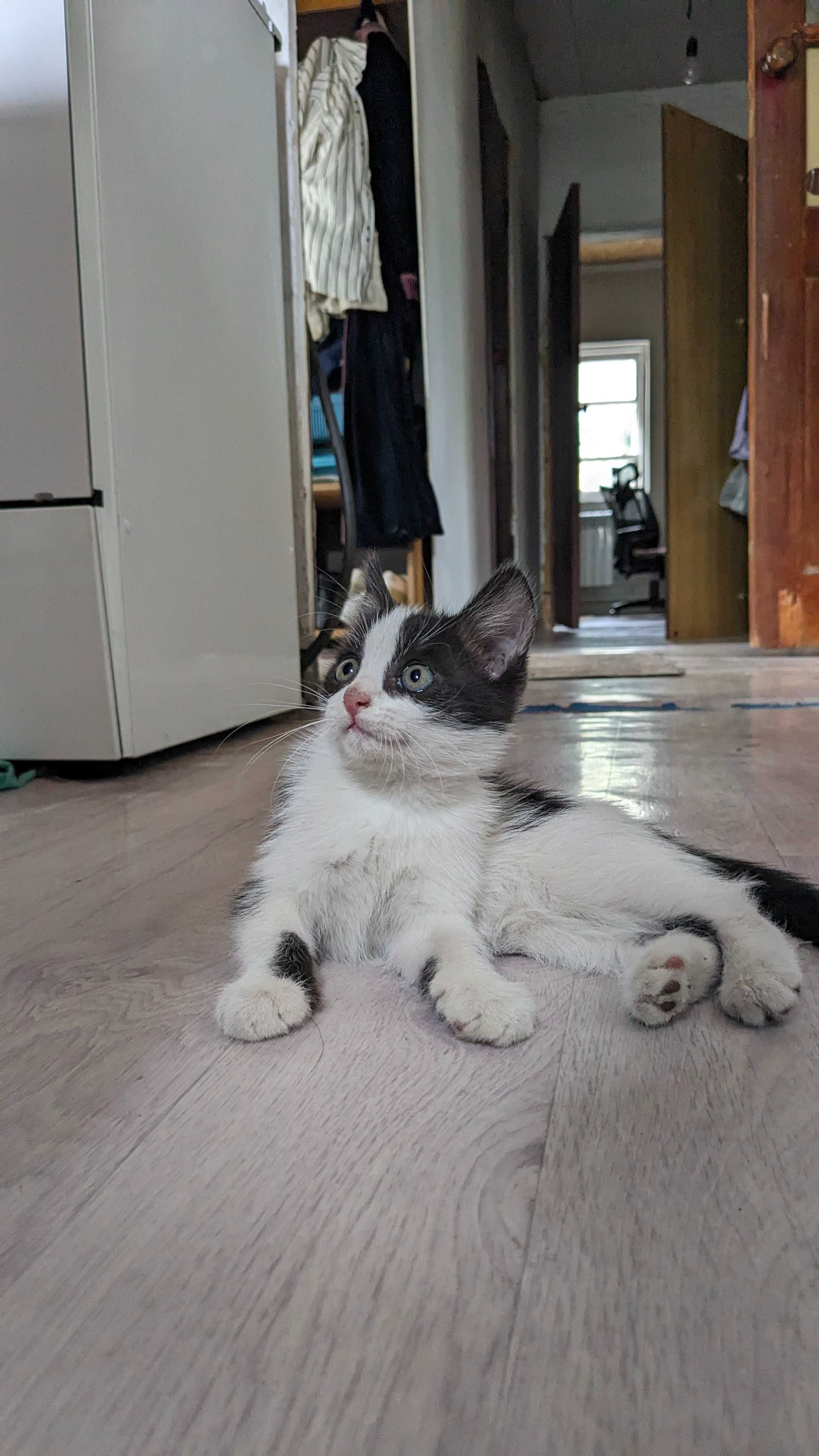 котенок, мальчик