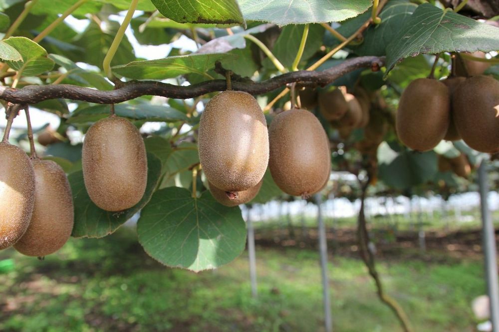 Kiwi La Ghiveci (Soiuri Diferite )