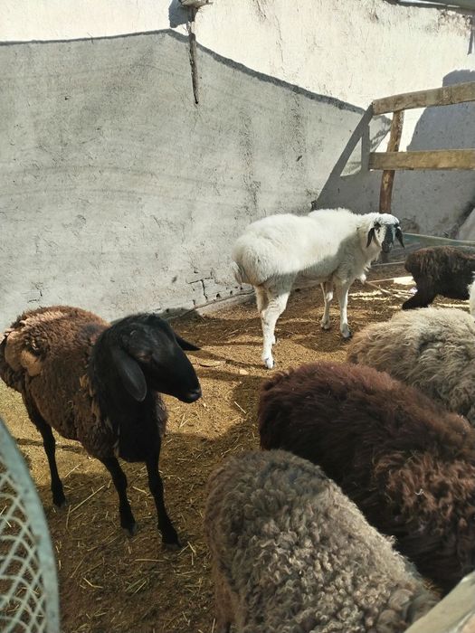 Лвлалалвдвлаалвлвлвлввь