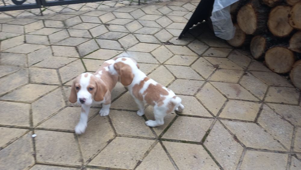 Бигъл Чистокръвни лимонени бигълчета