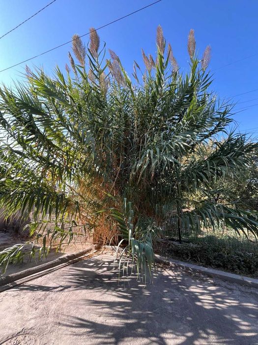 Гигантский тростник (стройматериал)