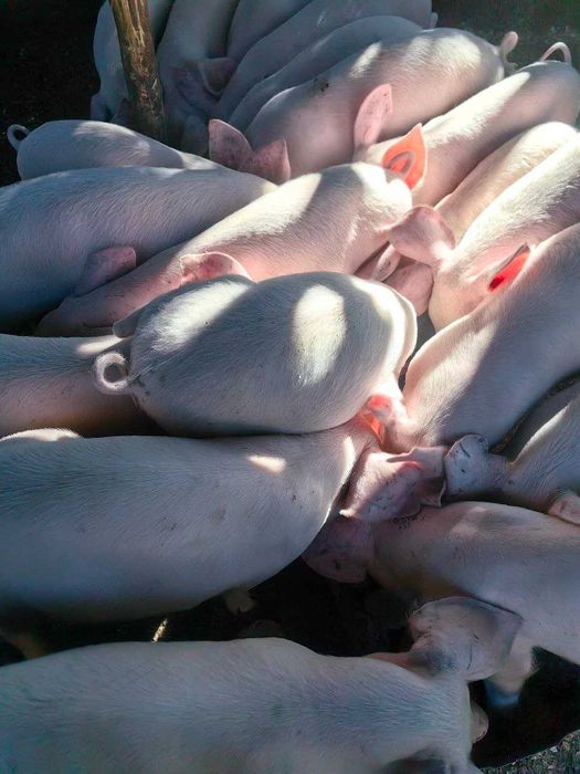 Продавам малки прасета за угояване – 15 до 40 кг