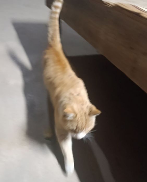 Кот ,скотиш страйт бесплатно