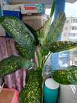 Dieffenbachia 175 cm, verde cu alb, planta ornamentala de interior.