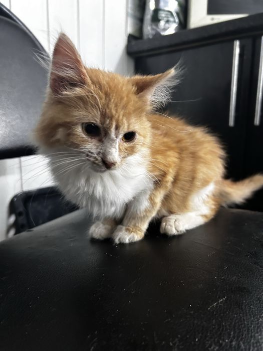 Отдам малыша в добрые руки