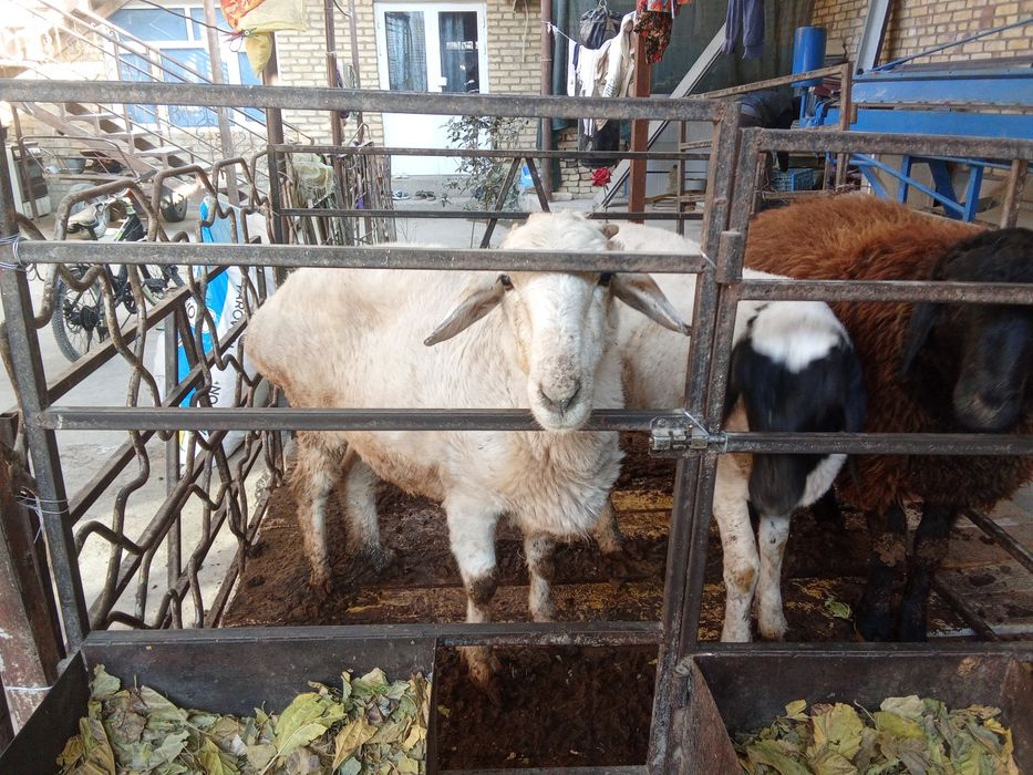 Куй бугоз Хар йил 2 та тугади