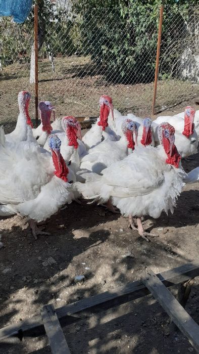 Vând curcani  și curci