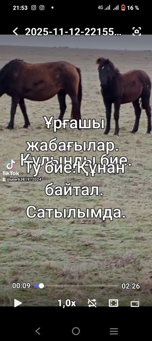 Жылқылар сатылады