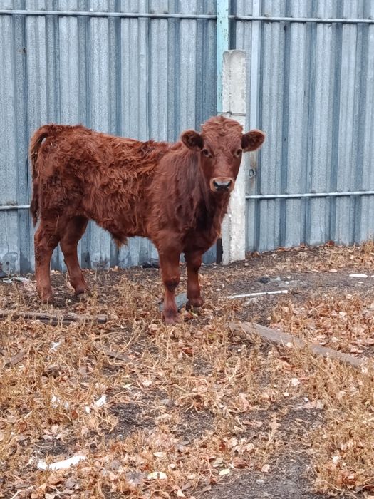 Продам бычка подсосный