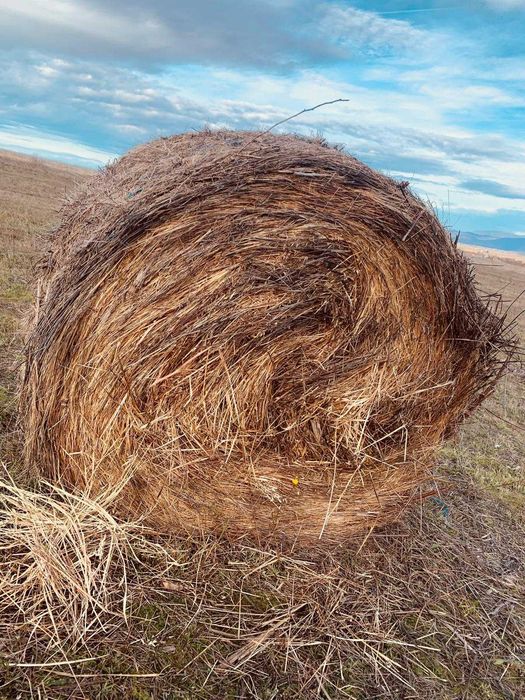 Baloti rotunzi de fan