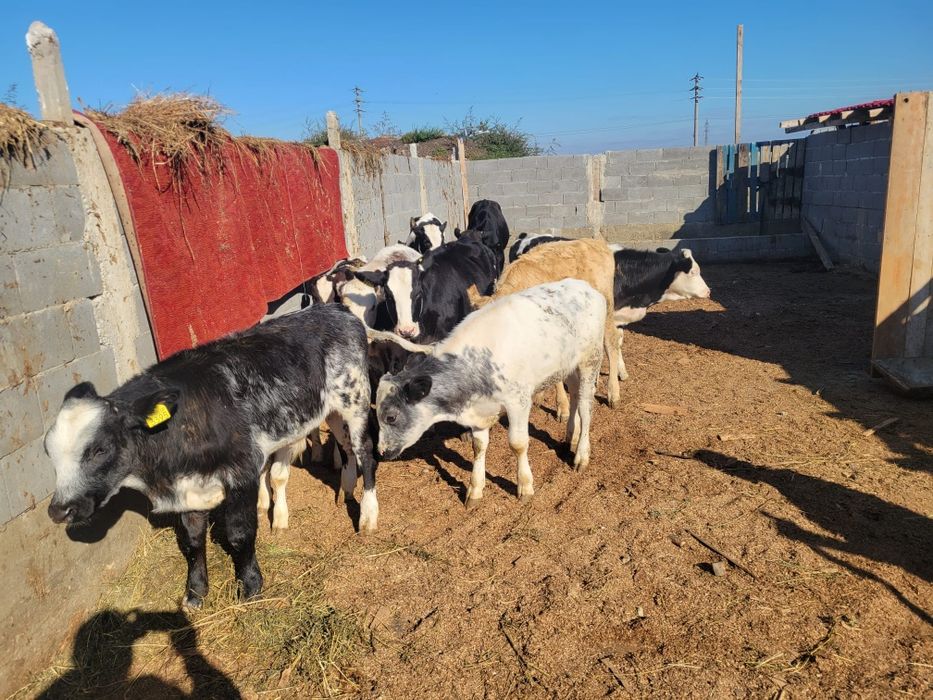 Vând vitei de carne ,jud olt corabia prețul 30milione bucata,