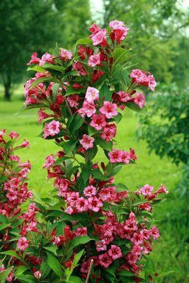 Pomi Ornamentali  weigela roz siclamen