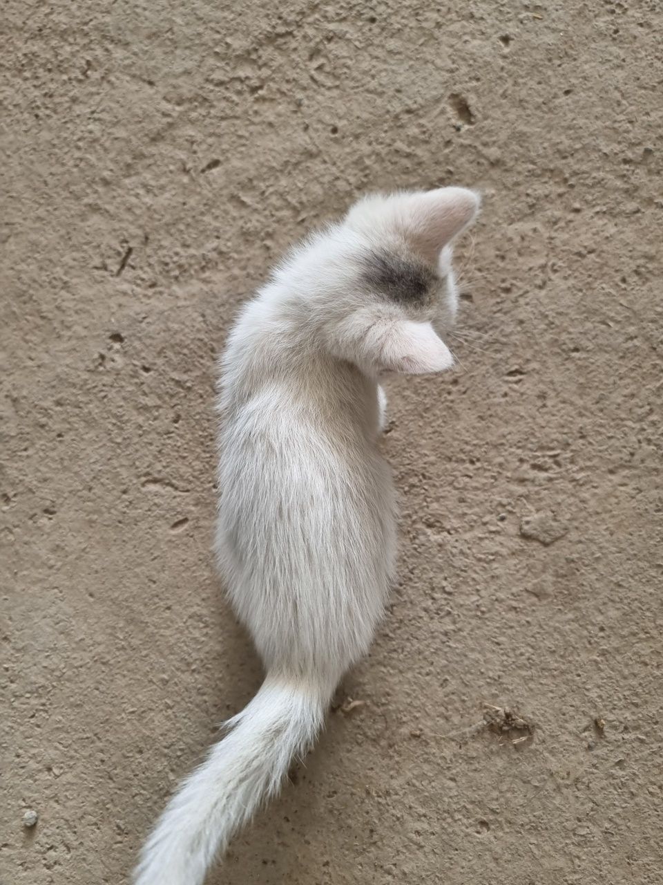 Отдам даром котят.