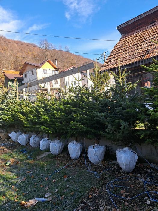 Brad verde Normandian