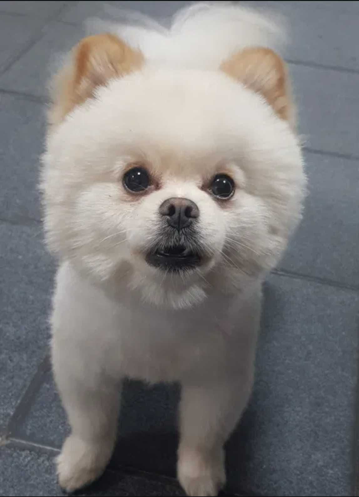 Pomeranian cu pedigree 2 ani