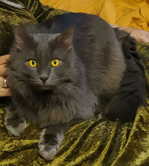 Кот - утешитель без котят, на вязку, опытный джентльмен.