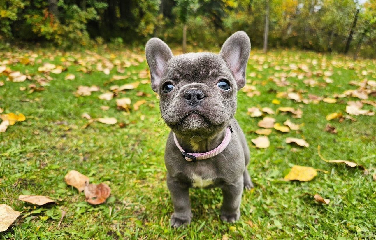 Femela bulldog francez