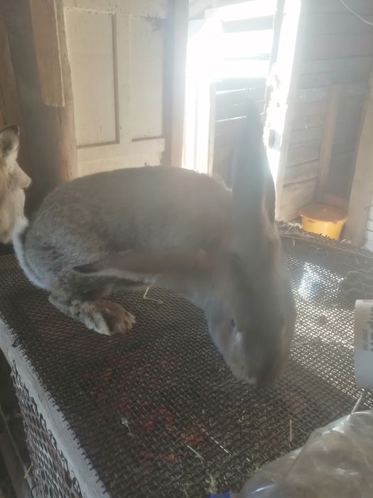 Прадам кроликав фландер