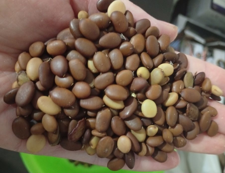 Vând sămânța de glădiță (roșcove)