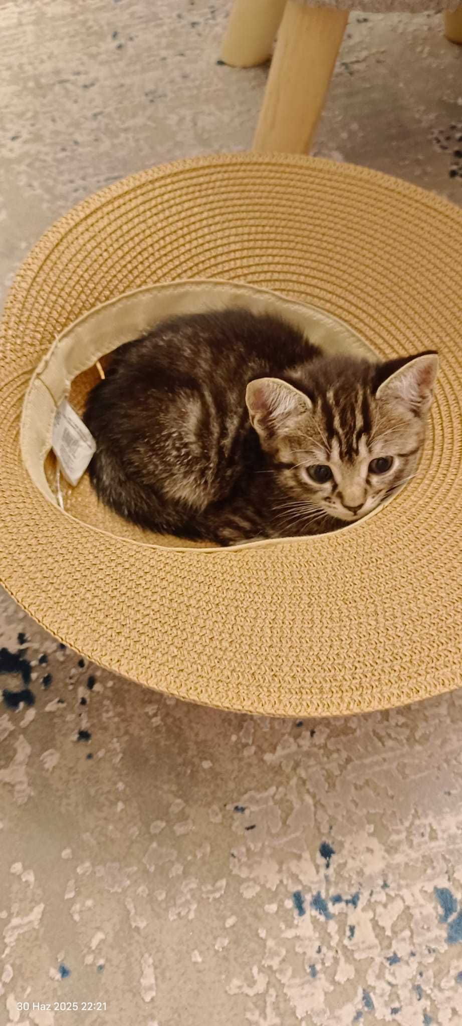 Pisicuţe Gratuite - 5 Puiuţi Adorabili Caută Cămin