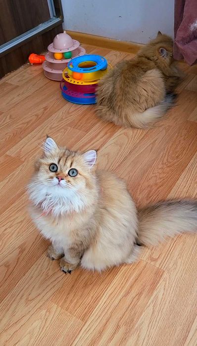 British longhair fetita adorabila  Chocolate Golden pedigree