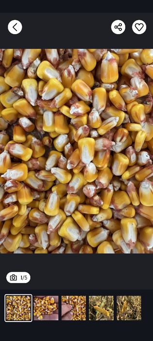 Vând  porumb boabe 2025