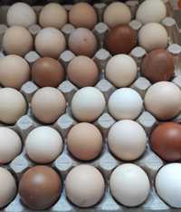 Яйца инкубационные. Астана