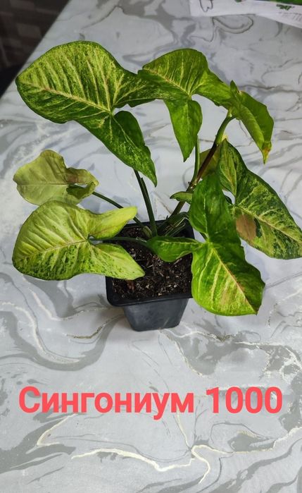 Хлорофитум вариегатный, разные цветы