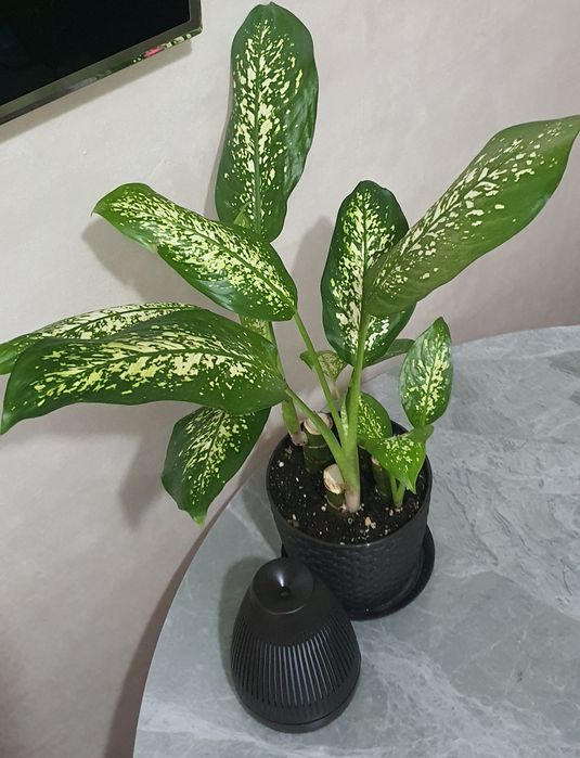 Продам Диффенбахию