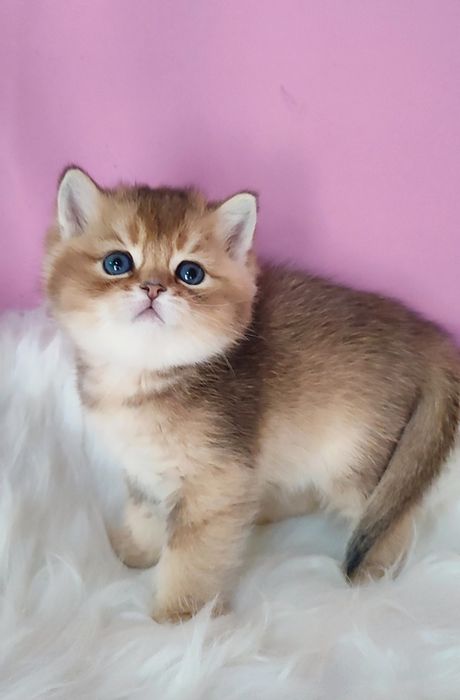Золотая шиншила мальчик