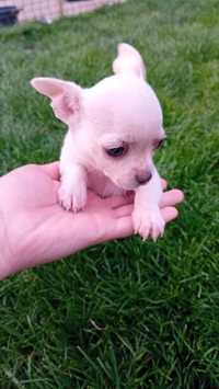 Chihuahua mini mascul