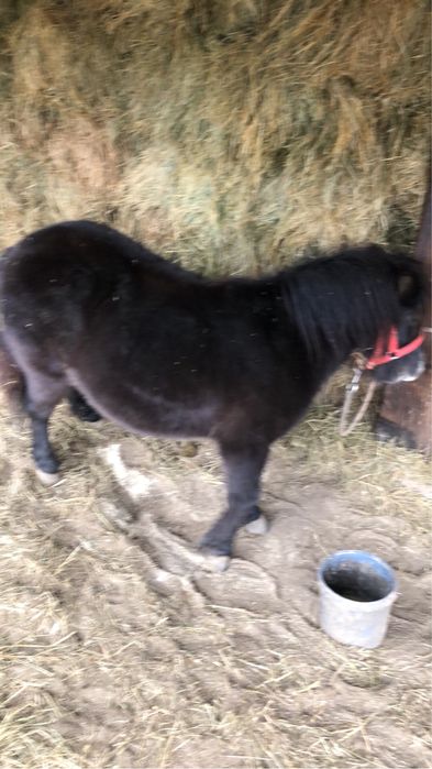 Vand poneita gestanta de 3 ani