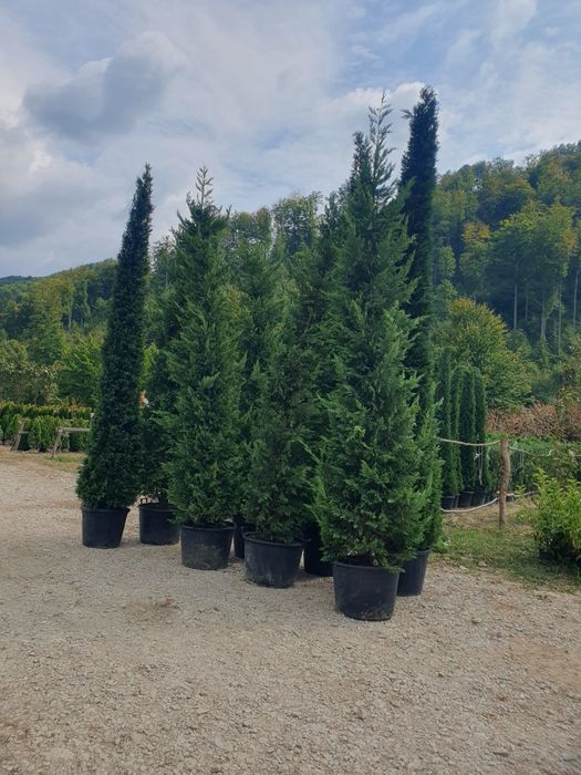 Leylandi cupressus, ideal pentru gard viu, Livrare gratuită