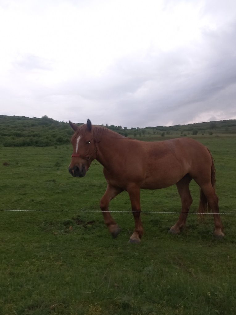 Vând mâză de trei ani sau îl schimb cu tractor