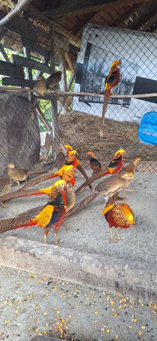 Fazani auriu pe rosu,struti nandu,pauni!