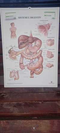 Plansa sistemul digestiv