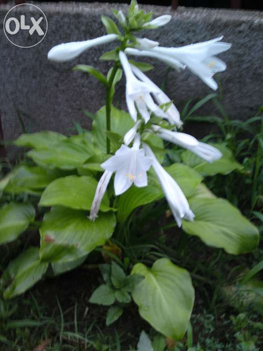 Crin de gradina cu frunza lata