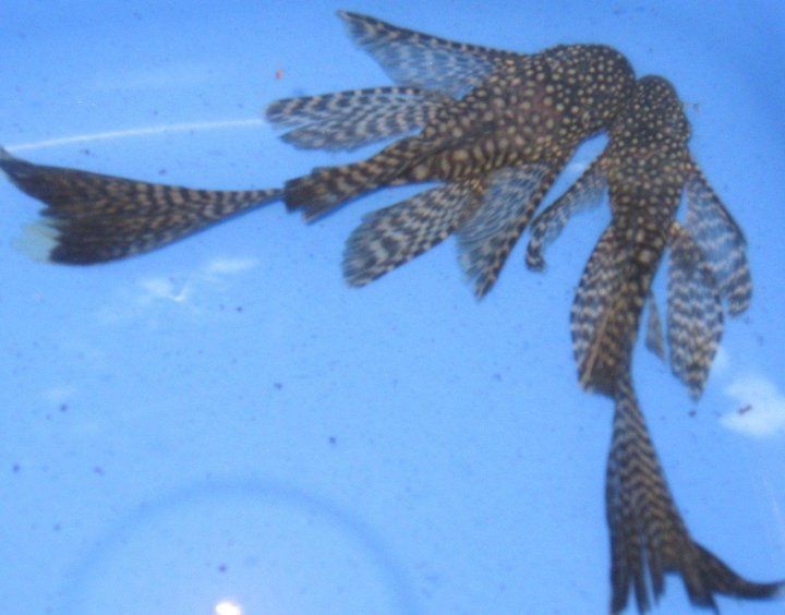 Мечиносцы чёрные, Мечиносцы красные, Моллинезии, Гуппи, Анциструсы.