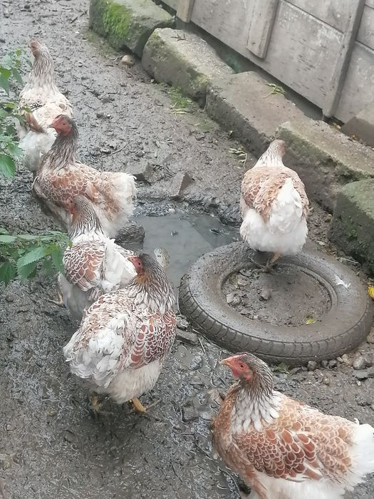 Găini wyandotte splash