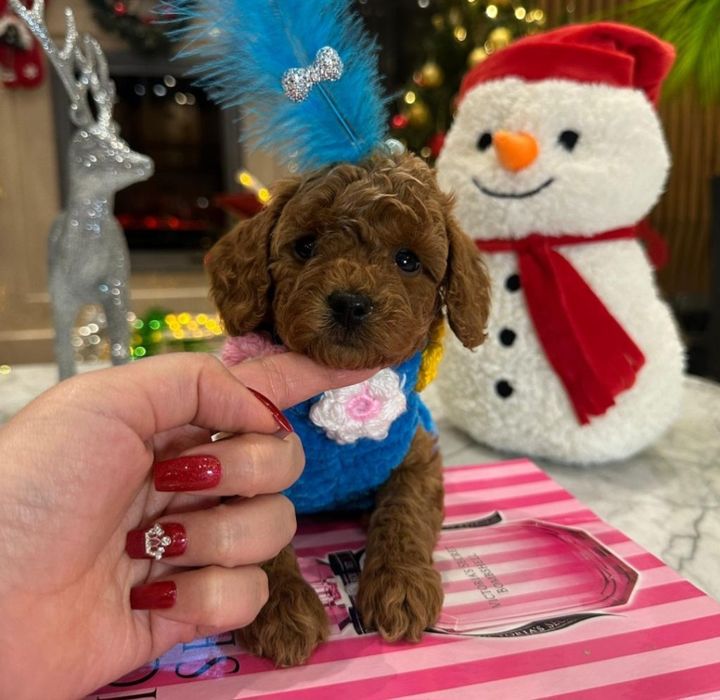 Скора новый год незнаети чем порадовать свои близких и родных