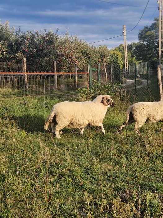 Berbec strămior de vânzare