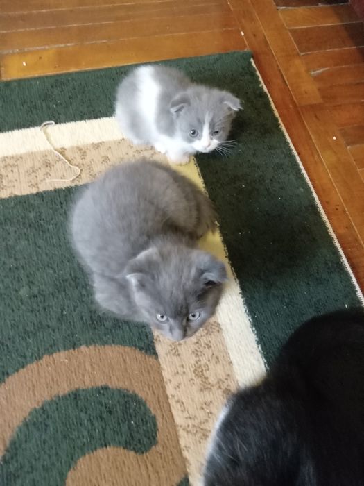 Вислоухие скотиш фолд котята