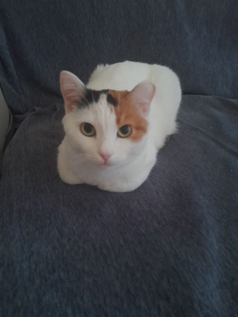 Кошка бесплатно, Астана