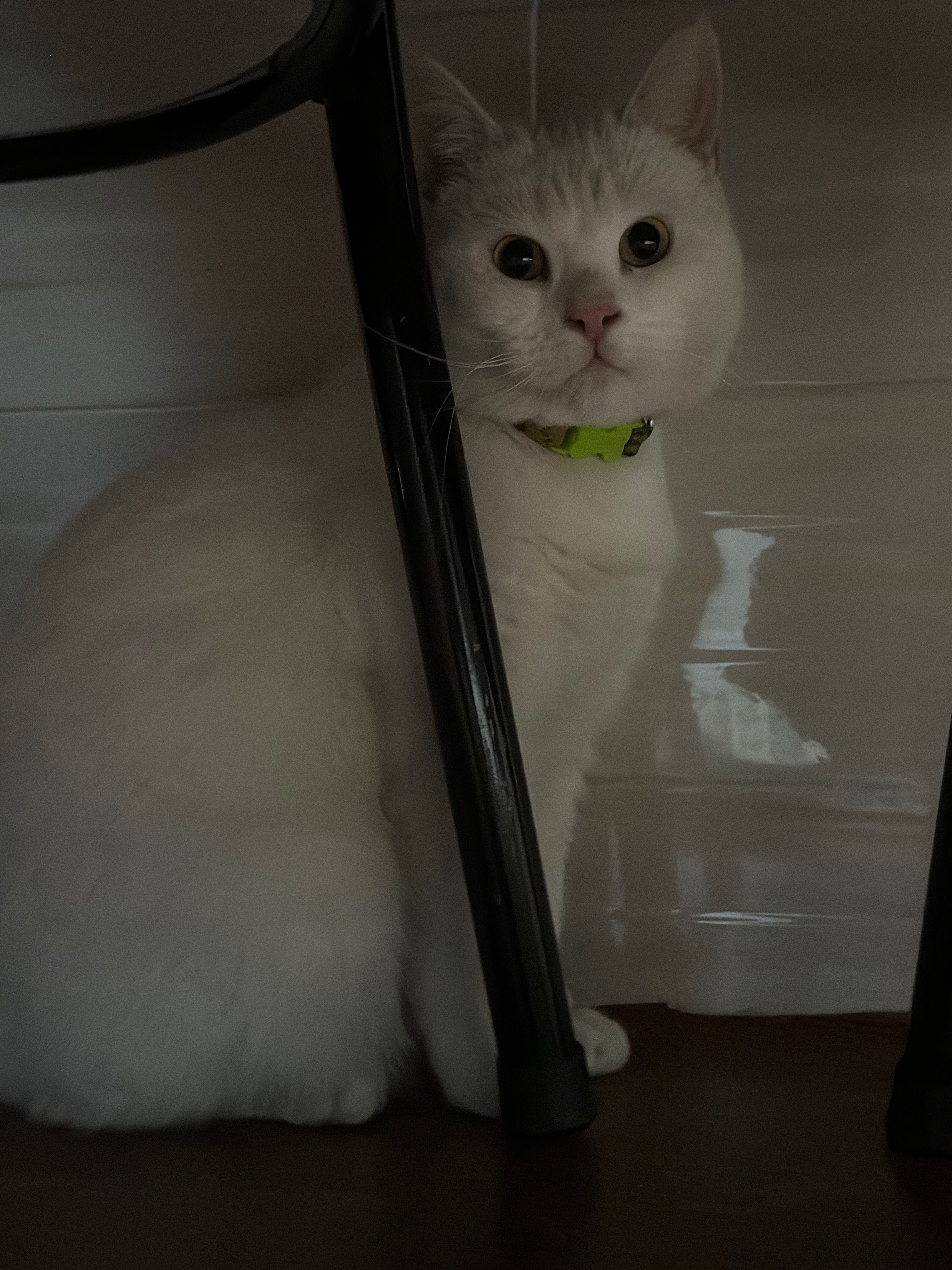 Кот Скотиш Страйт белый