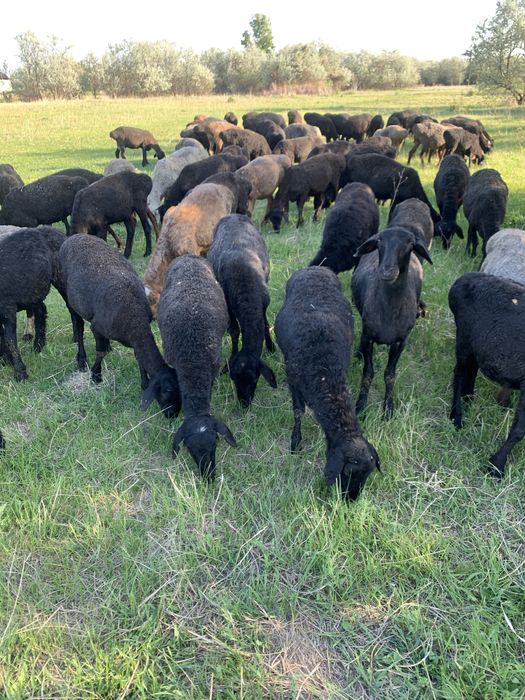 кой токты исек баран