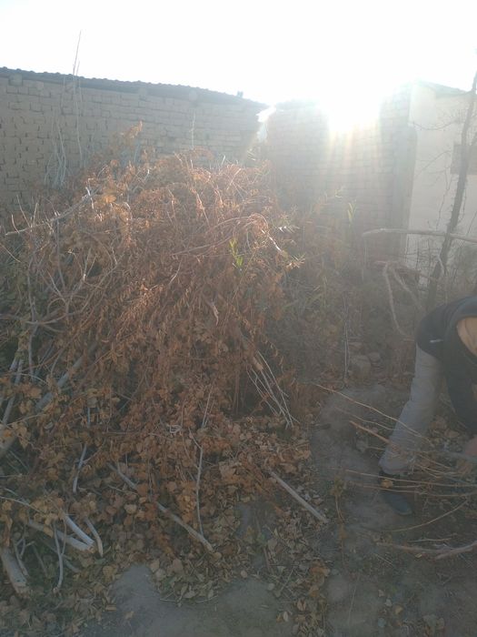 Отын бесплатно/текин