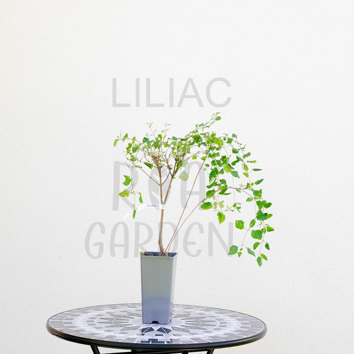 Arbori ornamentali – Liliac, Magnolie, Salcie, Tamarix pentru grădină